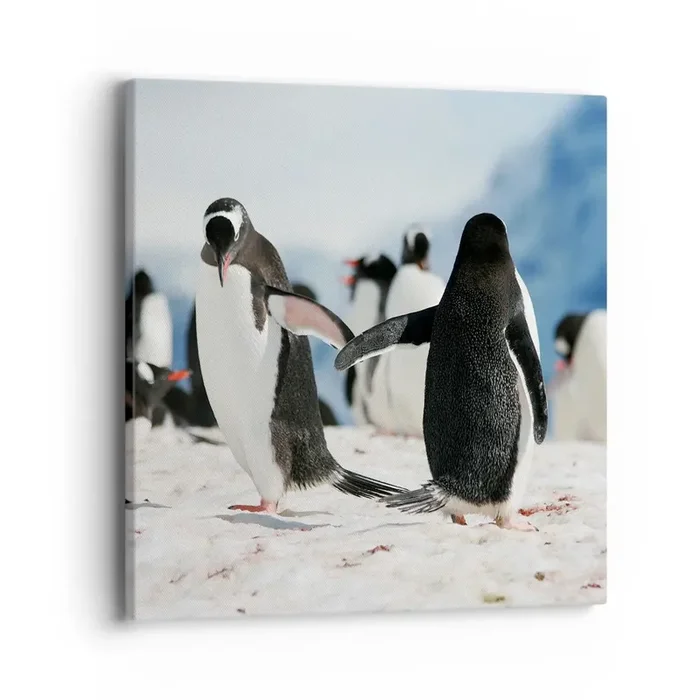 Cuadro sobre lienzo – Impresión de Imagen – Bailando en la nieve – 40×40 cm