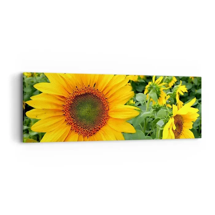 Cuadro sobre lienzo – Impresión de Imagen – Cientos de soles estallan – 90×30 cm