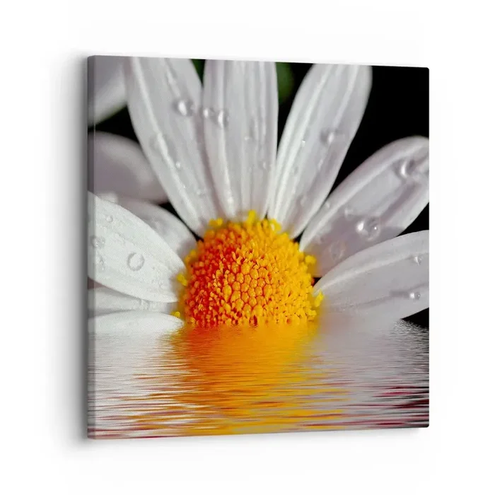 Cuadro sobre lienzo – Impresión de Imagen – El sol naciente de una margarita – 30×30 cm