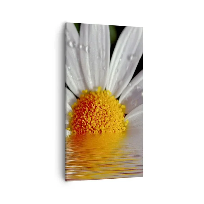 Cuadro sobre lienzo – Impresión de Imagen – El sol naciente de una margarita – 55×100 cm