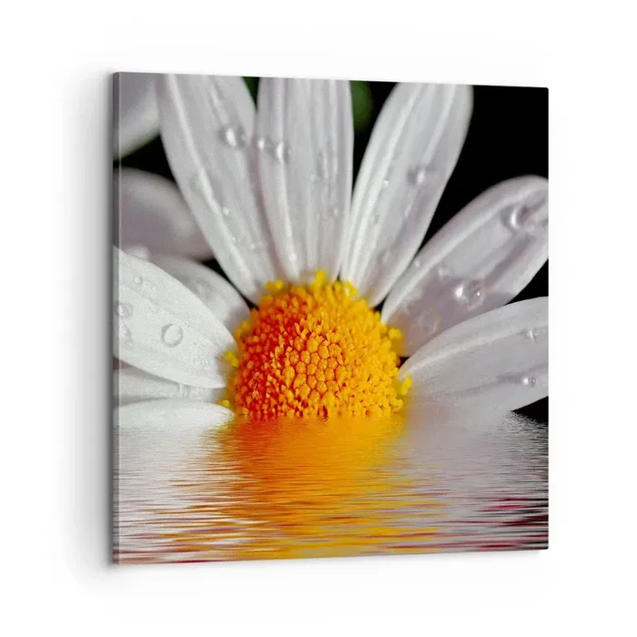 Cuadro sobre lienzo – Impresión de Imagen – El sol naciente de una margarita – 60×60 cm