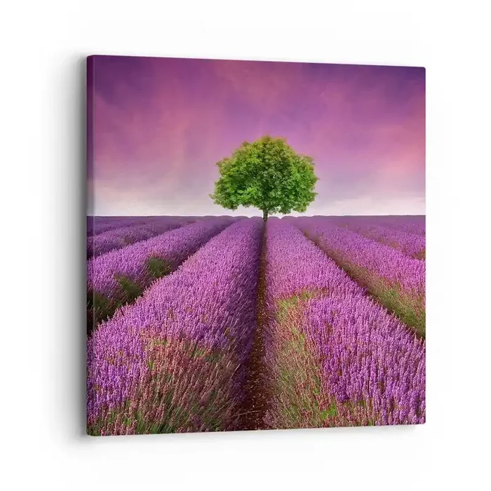 Cuadro sobre lienzo – Impresión de Imagen – En los campos de lavanda – 30×30 cm