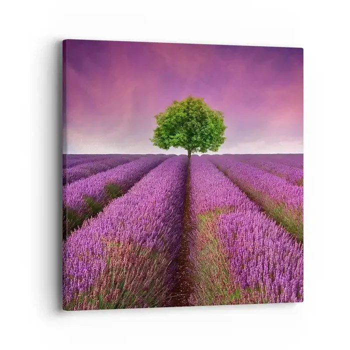 Cuadro sobre lienzo – Impresión de Imagen – En los campos de lavanda – 40×40 cm