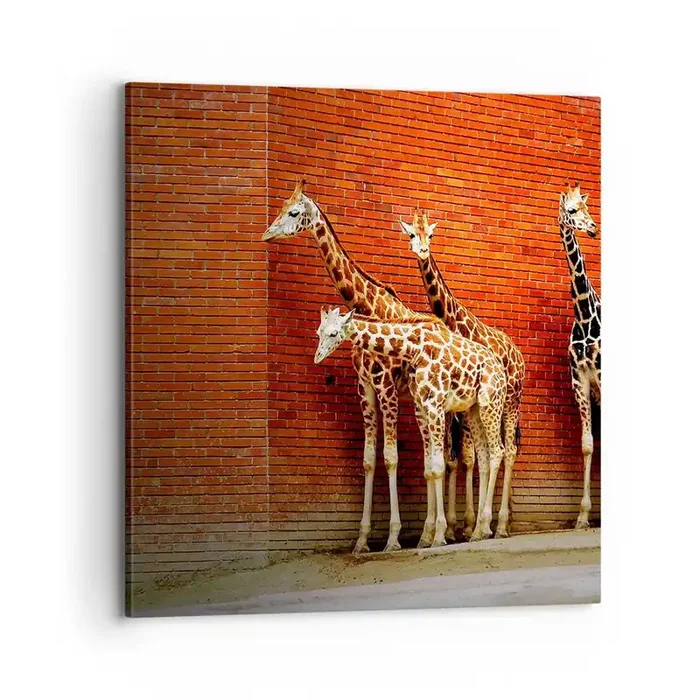 Cuadro sobre lienzo – Impresión de Imagen – ¿Ves alguna acacia? – 70×70 cm