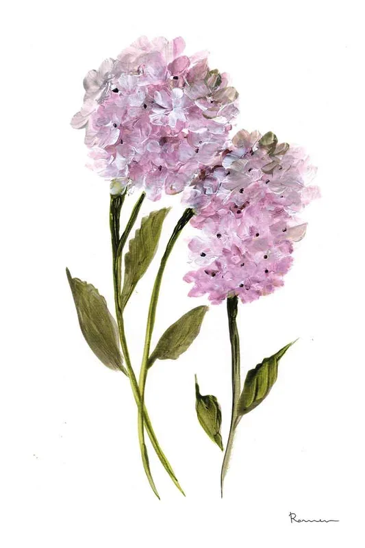 HORTENSIA MALVA I 60×40 – Drimdeco