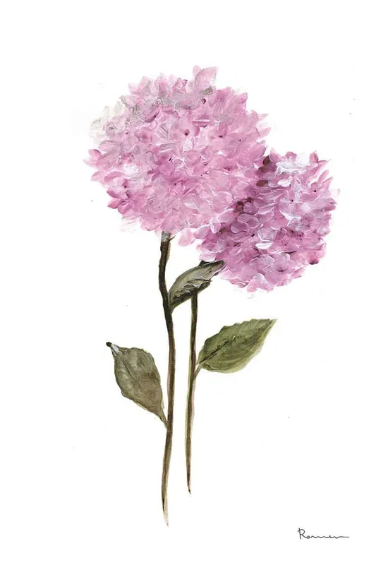 HORTENSIA MALVA II 120×80 – Drimdeco
