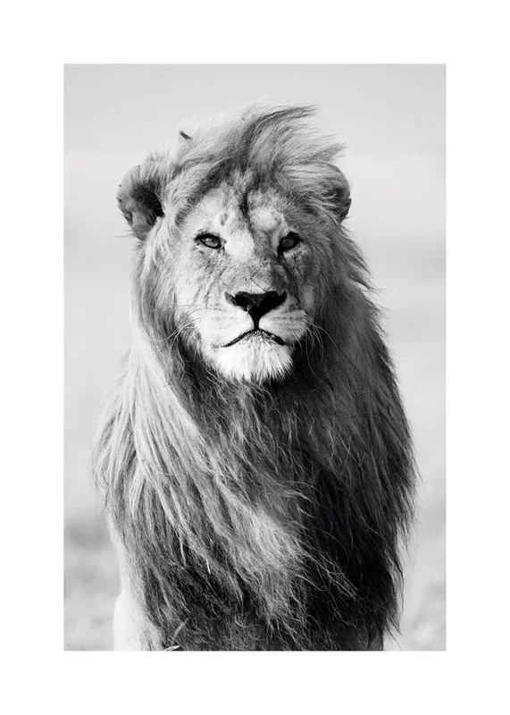 Lámina Black Lion 60 x 90 cm Marco negro – Hannun