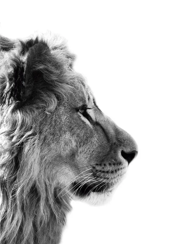 Lámina Real Lion 70 x 100 cm Sin marco – Hannun